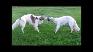 BORZOIS AT PLAY RUSSIAN WOLFHOUNDS [upl. by Cirtemed]