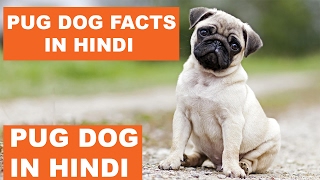 Pug Dog Facts In Hindi  Dog Facts  Popular Dogs  The Ultimate Channel [upl. by Zarla]