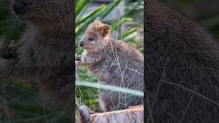 5 Reasons Quokkas Are the Worlds Happiest Animals [upl. by Bergen]