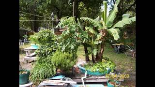 hydroponic bananas in the hydropond James Poore  hydropond [upl. by Akeimahs]