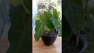 Stek Batang Philodendron stekbatang philodendron [upl. by Igic]