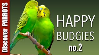 Happy Budgies 2  Budgerigar Sounds to Play for Your Parakeets  Discover PARROTS [upl. by Rick]