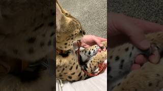 Serval Claws and Growling cat servals serval shorts [upl. by Asirem]