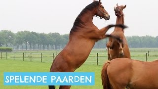 Paarden die in de wei spelen [upl. by Einiar]