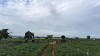 Mega fazenda top demais no estado do Pará na região de Camaru do norte Em Hectares Total 21717 [upl. by Naasah656]