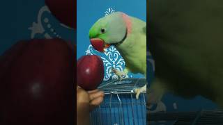 Parrot eats apple 🍎 parrotvideo talkingparot parrotlover parroteatingfoods parrotsinging [upl. by Berget]