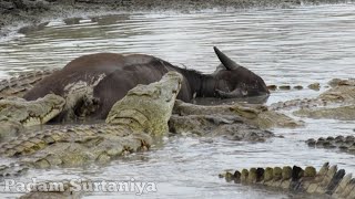 Masai Mara River Crossing Migration Crossing Of Zebra Across The CrocodileInfested Mara River [upl. by Barimah]