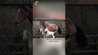 Las sorpresas de Destiny bellabamba historiasdeanimales [upl. by Anabelle]