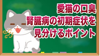 猫ちゃんの口臭をチェック！腎臓病の初期症状を見分けるポイント【獣医師解説】 [upl. by Aneerahs332]