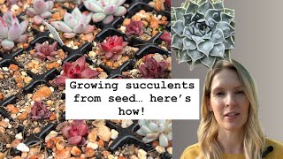 The most successful seed growing method for echeveria  I Grew Succulents From Seed  Heres How [upl. by Junko69]