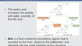 3B 811 Emulsification Lipids Bile Acids [upl. by Tindall]