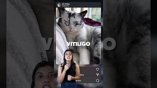 Vitiligo em cão e gato vitiligo gatos cachorro [upl. by Yuh]