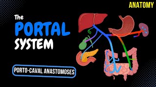 Portal Venous System EASY Scheme  Anatomy [upl. by Julius440]