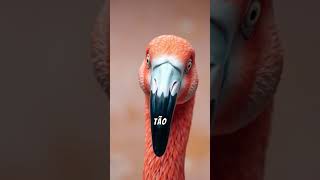 O SEGREDO DAS CORES DOS FLAMINGOS [upl. by Llyrehc774]