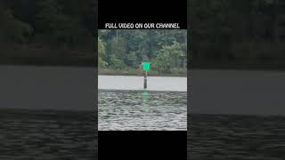 OSPREY NESTS  Flying  Fishing  Building  subscribe lake birds [upl. by Ennovehs]