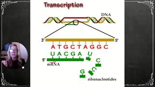 HBio Ch24 Part 2 Transcription amp Translation [upl. by Ellenej]