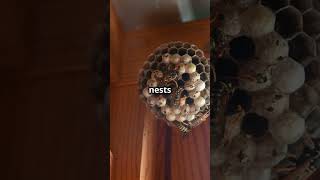 Bees vs Wasps the real Buzz WaspFacts WaspNest HoneyBees pollinators [upl. by Wilfred]