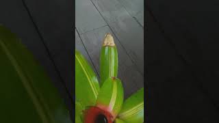 Trim bromeliad leaves naturally [upl. by Doner]