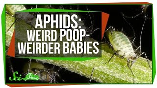 Aphids Weird Poop Weirder Babies [upl. by O'Connor]