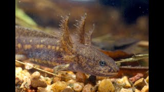 Marbled salamander spring dance [upl. by Eclud]