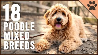 18 Poodle Mix Breeds That Will Melt Your Heart  Part 2  Dog World [upl. by Corrie200]