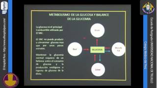 MEDICINA INTERNA 55 Hipoglucemia e Insulinoma [upl. by Daigle]