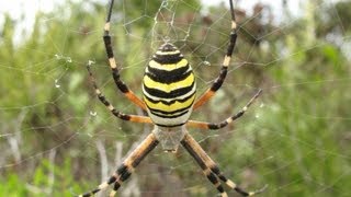 Ragno Vespa  Argiope bruennichi [upl. by Deeraf626]