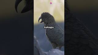 Kakapo The heaviest parrot endangered silentextinction racingextinction criticallyendangered [upl. by Jenkel]