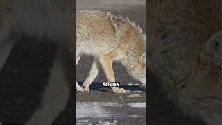 Facts About The Coyote [upl. by Henryetta]