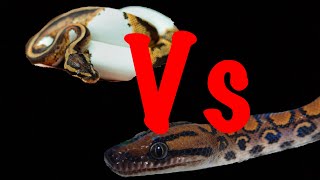 Ball Python Vs Brazilian Rainbow Boa Best Pet Snake [upl. by Hitt]