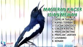 Masteran kacer isian mewah masterankacer [upl. by Girardi]