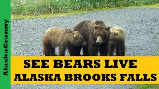 See Bears Live Alaska Brooks Falls Katmai National Park [upl. by Allenrac634]