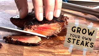 GROW YOUR OWN STEAK Lions Mane Mushroom Recipe  Wicked Kitchen [upl. by Yrroc]