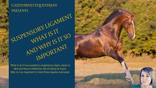 THE SUSPENSORY LIGAMENT AND APPARATUS  Why so Important [upl. by Ahcirt]