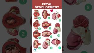 Fetal Development week by week  Embryo development  Baby growing in womb [upl. by Ekusuy]