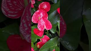 Anthurium How to Care the Anthurium [upl. by Eenalem766]