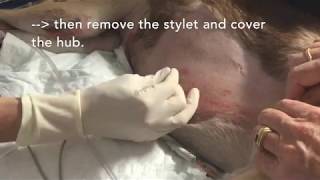 Emergency Mila Chest Tube Placement for Hemothorax│Veterinary Emergency Procedures [upl. by Ozan]