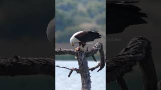 African fish eagle tearing a fish fish african eagle bird prey wild nature wildlife HA29958 [upl. by Anhavas]