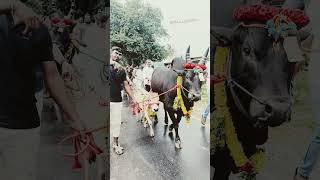 jallikattu shortvideo [upl. by Naresh]