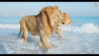 Animalia Lions Kal and Kimbo play in the waves [upl. by Ahsetel742]