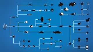 How Evolution works [upl. by Older718]