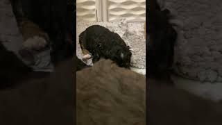 Mini Bernedoodle Puppies 22 days old [upl. by Rem382]