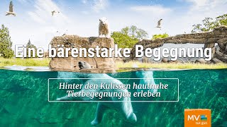 Eine hautnahe Tierbegegnung mit den Eisbären im Zoo Rostock [upl. by Shulman]