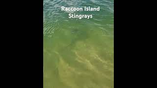 Raccoon Island Stingrays Miami Sandspur Island [upl. by Scarlett]