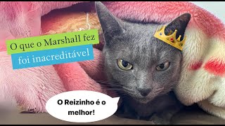 O que o Marshall fez foi inacreditável 😮gatos gatosengraçados trigatos gatocinza gatopreto [upl. by Annawad354]