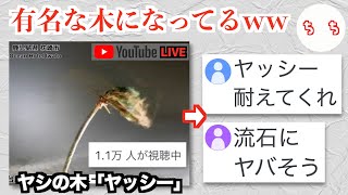 台風に耐えるヤシの木「ヤッシー」、同接1万人の前で今年も視聴者に勇気を与えるww [upl. by Atiken]