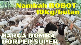 HARGA DOMBA DORPER F1 SUPER MONSTER [upl. by Gerrit]