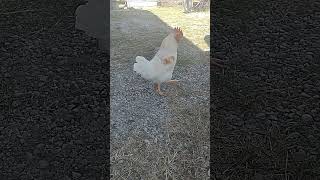 Growing rooster six months old midcreekfarm1510 [upl. by Oidale]