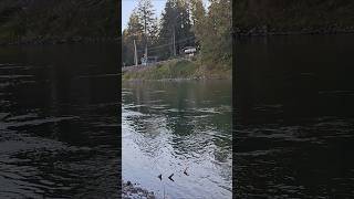 Cowlitz River At Toutle River Mouth So nice view very Relaxing 🥰 short video [upl. by Oniskey]