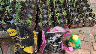 Desert Rose Soil Mix Using Only Container MixMini Pine Bark and Fertilizer [upl. by Cloe]